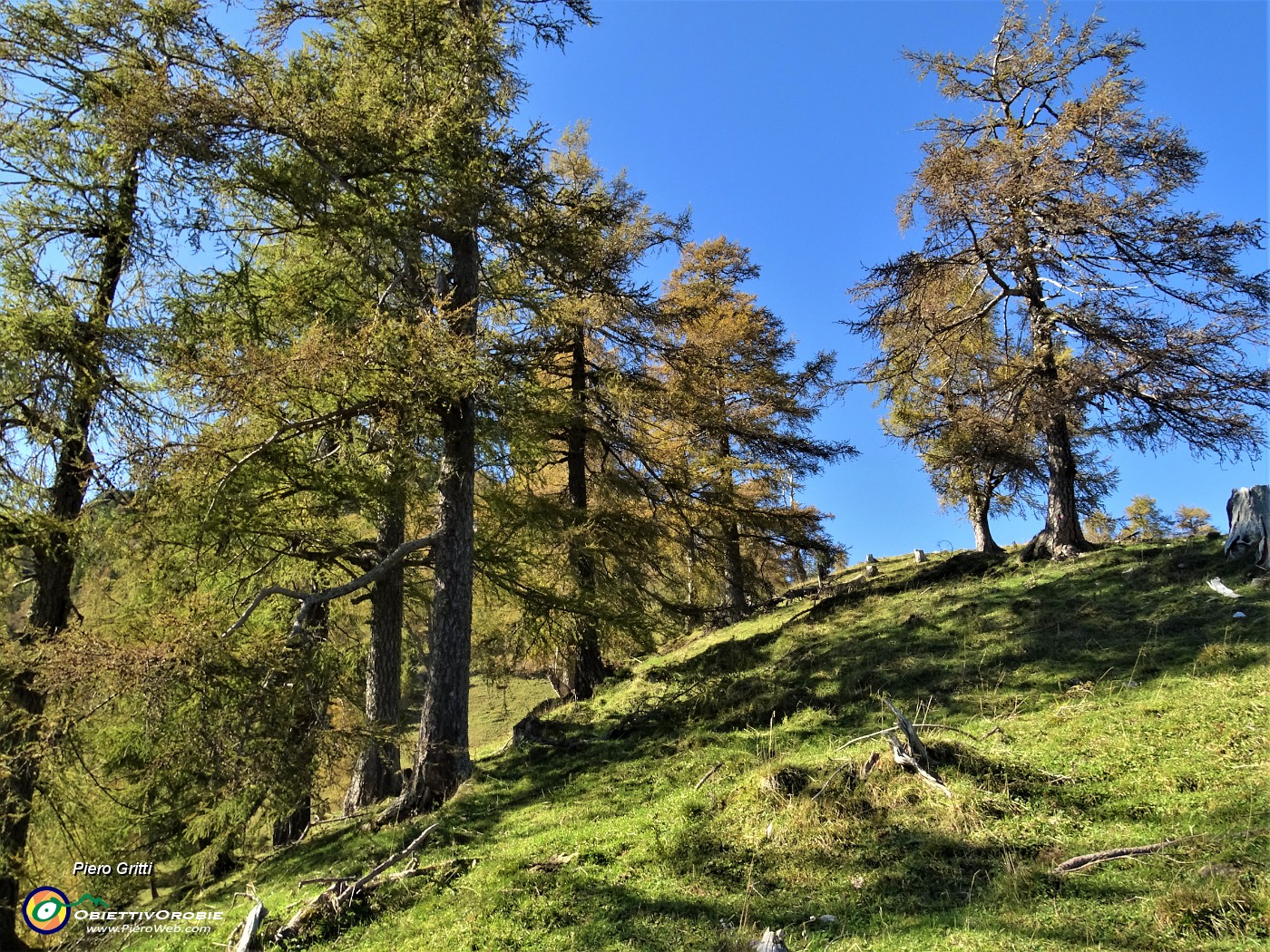 50 Maestosi larici colorati d'autunno.JPG